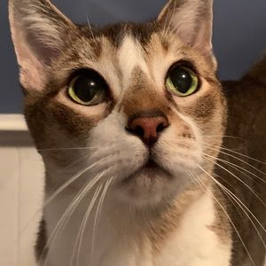 Meet your Posher, Patti